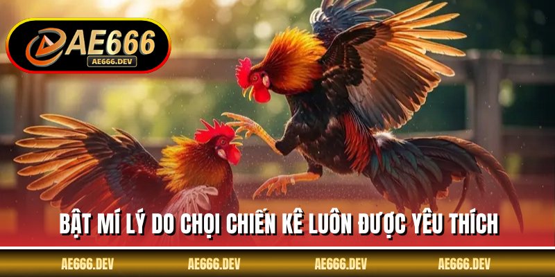 Bật mí lý do chọi chiến kê luôn được yêu thích