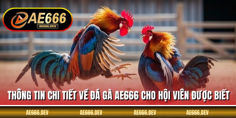 Thông tin chi tiết về đá gà AE666 cho hội viên được biết